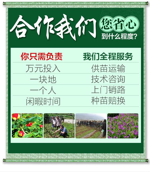 种植加盟项目文案范文大全