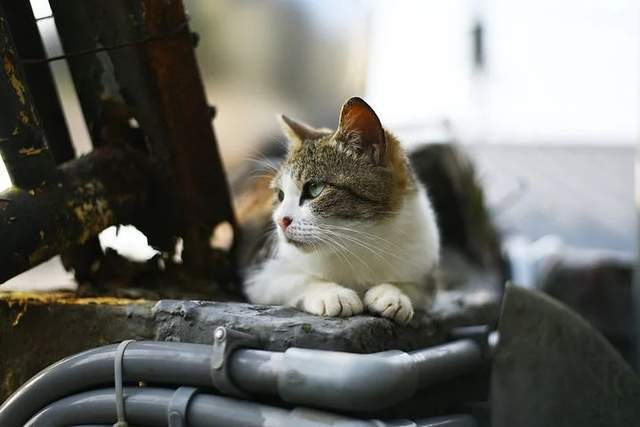 猫店加盟项目名称，探索宠物行业的无限商机