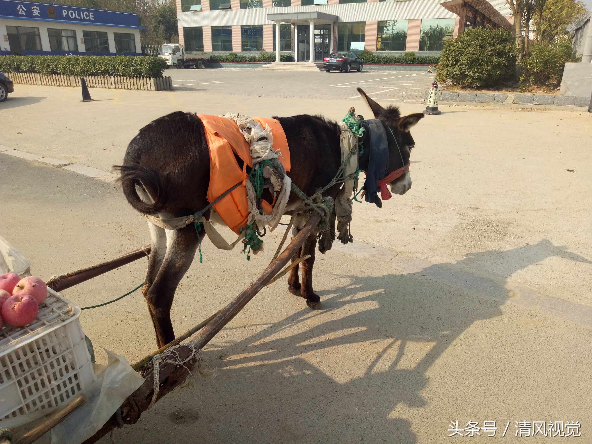 毛驴能做什么生意赚钱呢 毛驴能做什么生意赚钱呢