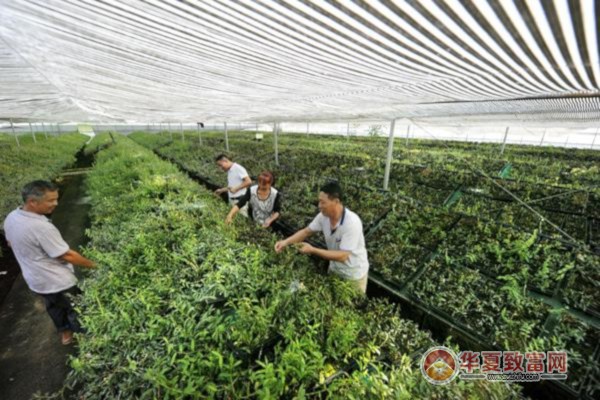 种植药材加盟项目设计案例