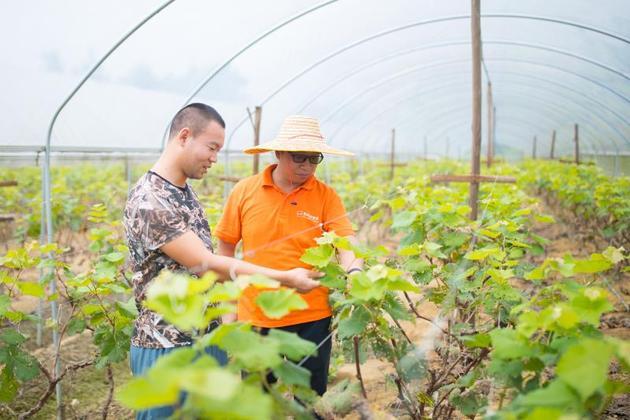 农村小项目加盟，实现乡村经济振兴的可行之路