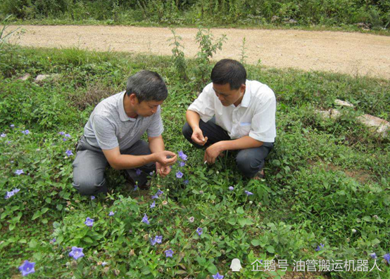 贵州农村药材养殖项目加盟，探索中草药致富之路