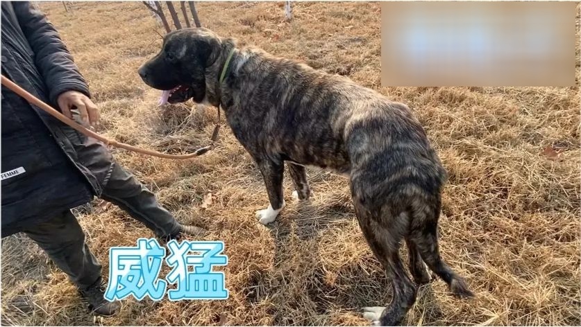 猎狼犬可以做什么工作赚钱 猎狼犬真能杀死野狼吗