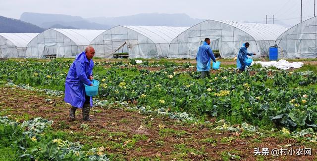 农村种植加盟项目推荐理由