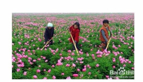 农村做什么生意好卖花赚钱 农村干什么生意