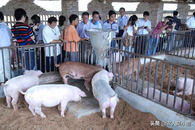 最新养猪场项目加盟，打造财富新引擎