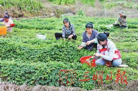 揭秘漳州人参项目加盟骗局，一场虚拟的财富梦