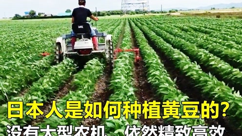 种植加盟的项目是什么？以下是10个值得关注的优质种植加盟项目