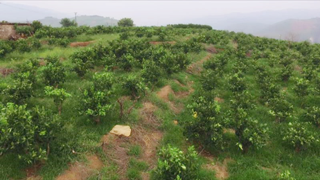 甜黄精种植，农村种植项目加盟的新机遇