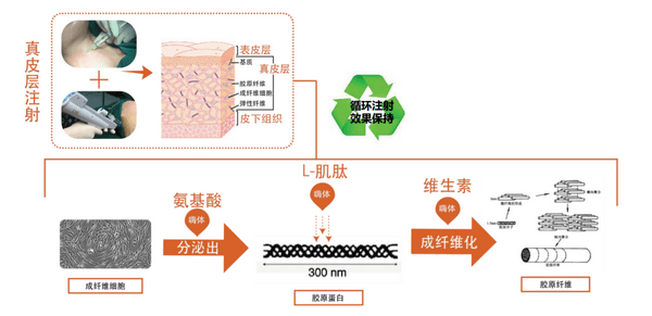 面部抗衰项目加盟指南，步骤、成本与关键因素