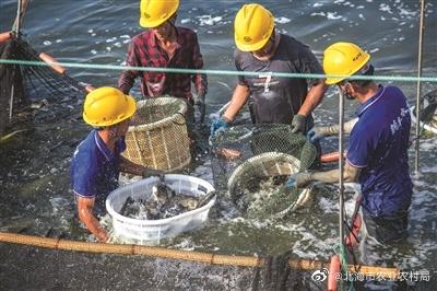 水产养殖加盟项目有哪些？以下是一些值得关注的加盟项目