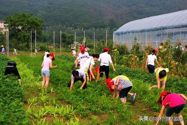 农村加盟项目排行榜，挖掘乡村振兴的新商机