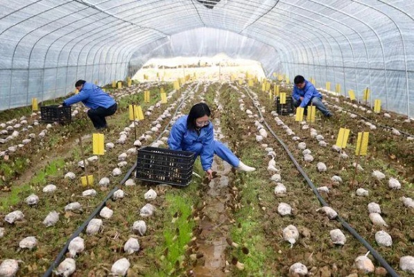 食用菌种植加盟项目，助您开启绿色创业之路