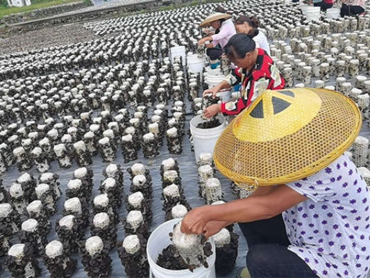 湖南野生菌种植项目加盟，一次探索与体验