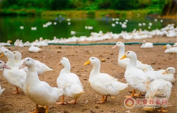 梅州养鸭加盟项目一览