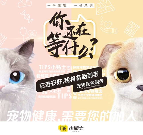 猫咪博物馆项目加盟，探索宠物行业的无限商机