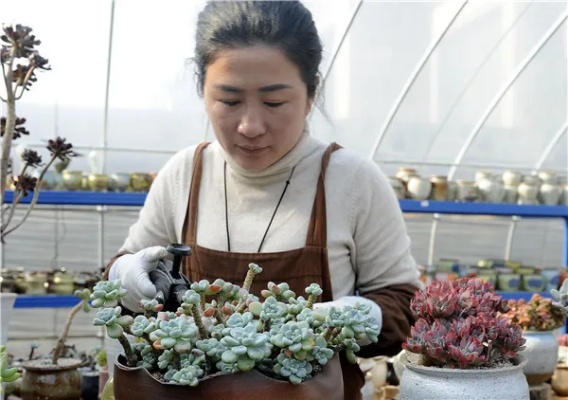 北京多肉花卉项目加盟，探索多肉植物的世界