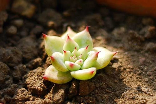 湖南多肉植物项目加盟，打造多肉植物新风尚