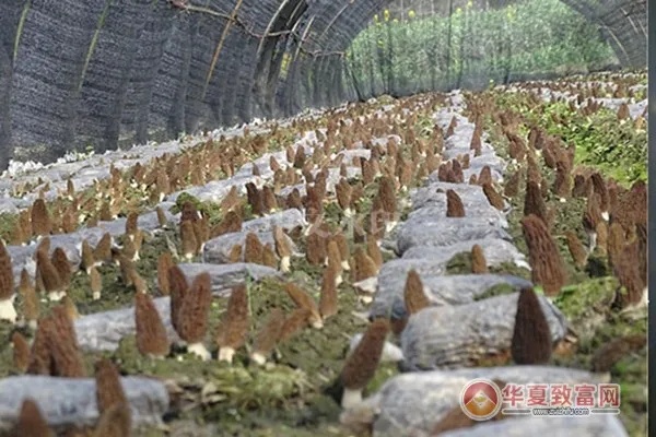 菌类种植加盟项目怎么选