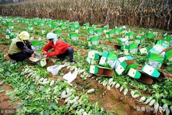 农村好加盟好项目代理，实现财富增长的秘诀