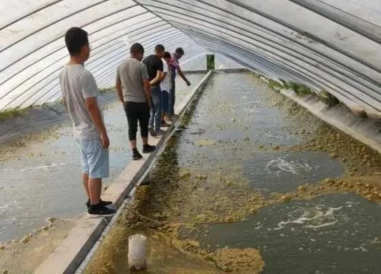 养殖泥鳅加盟项目骗局视频，揭秘虚假宣传与高风险投资陷阱