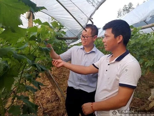 广西种植加盟项目推荐公司