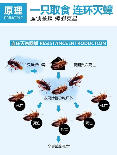 铜川杀蟑螂公司加盟项目，商机无限，赚钱无忧！