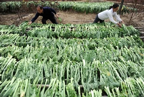 有机蔬菜现在做什么好赚钱 有机蔬菜种植赚钱吗