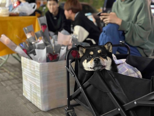 可以给小狗做什么生意赚钱 小狗可以干啥