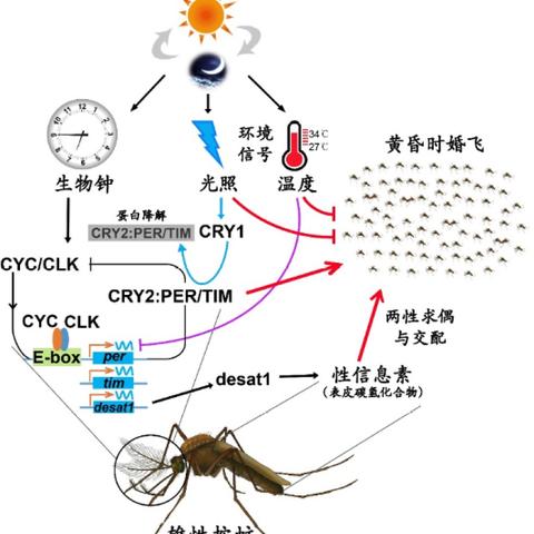 探索户外鞋的奥秘——品牌的力量与选择的艺术