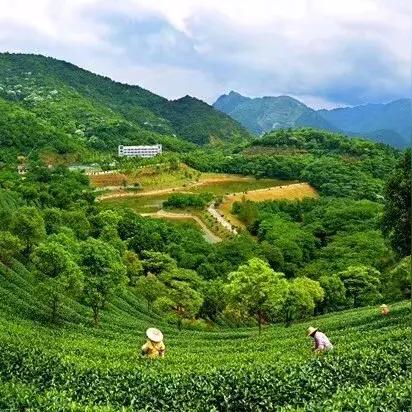 中山品牌茶叶加盟店探秘