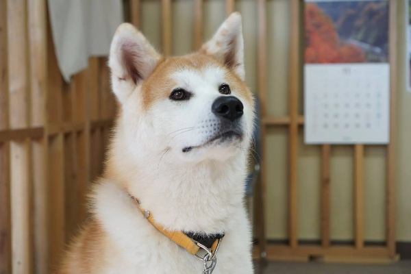 秋田满满的温馨守护