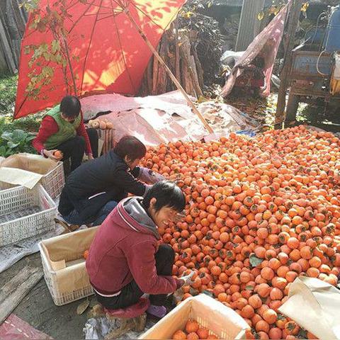 柿子饼加盟商的品牌选择