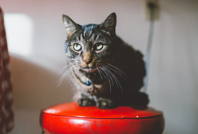 陌生猫进家门吉利吗,有小猫进家门是好兆头吗