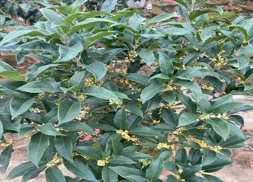 家里一颗种桂花树吉利,家里栽一棵桂花树好不好?