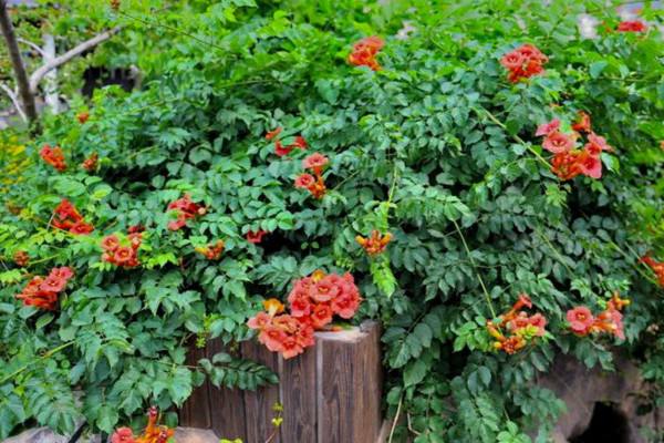 院子里种凌霄花吉利吗 凌霄花适合种在院子里吗