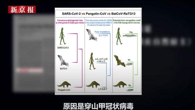 现在的新冠病毒溯源 新冠病毒溯源什么意思