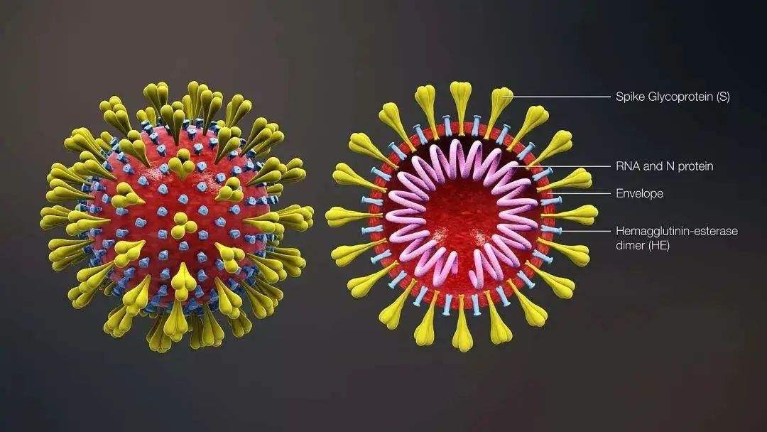 新冠病毒与生物关系文章 新冠病毒与生物化学的关系