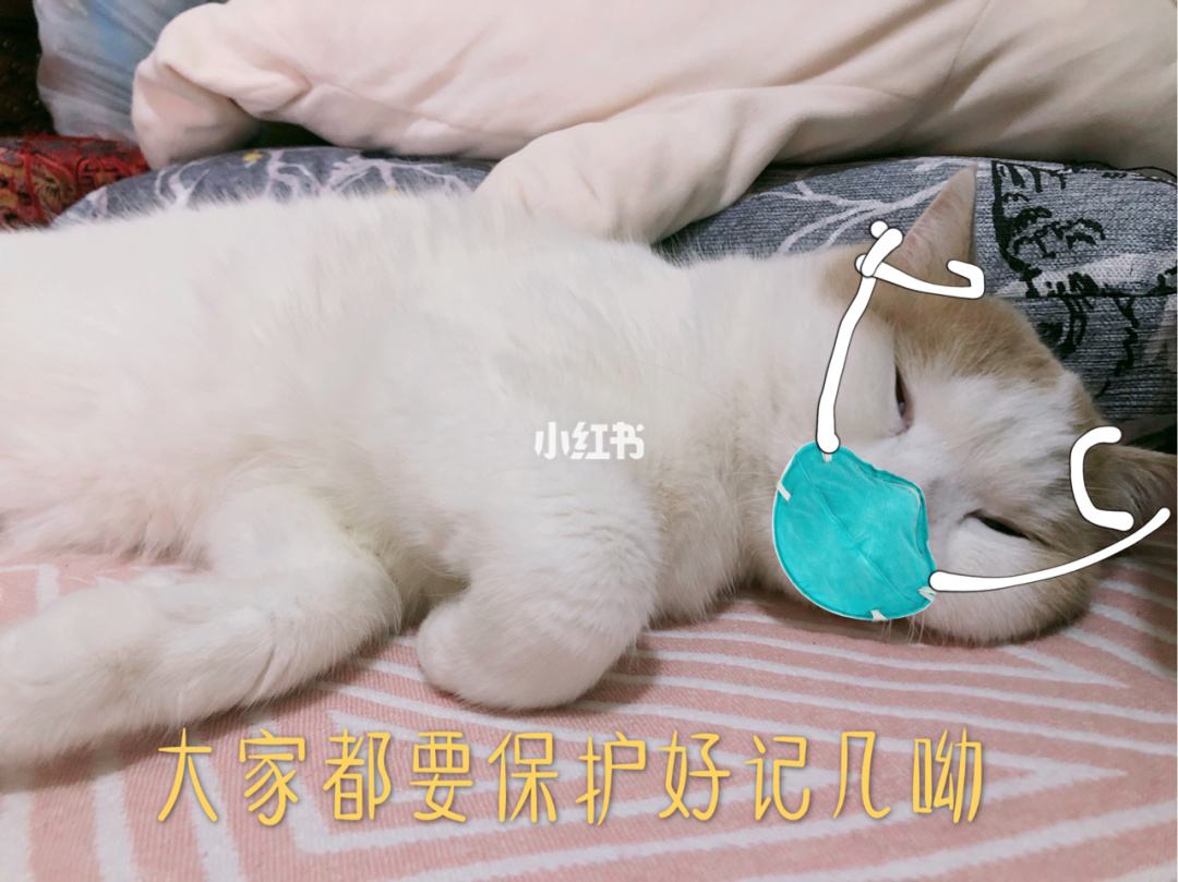 猫咪感染了新冠病毒吗 猫咪感染新冠病毒的症状