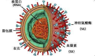 新冠病毒流感病毒本质区别 新冠病毒与普通流感病毒的区别