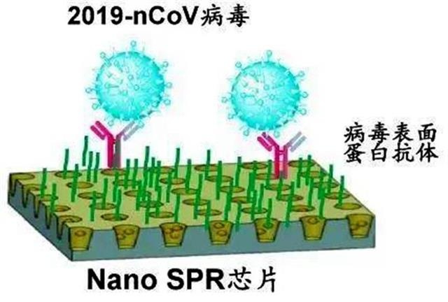 新冠病毒生物知识总结 新冠病毒生物知识总结图