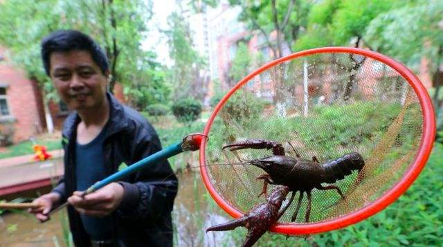 小龙虾逃跑 小龙虾逃跑记