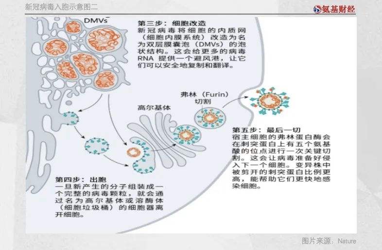 新冠病毒转录复制机理 新冠病毒转录复制机理研究