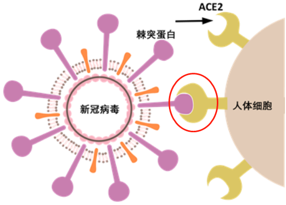 用什么方法确诊新冠病毒 新冠病毒做什么检查可以确诊