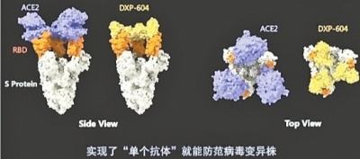 散布新冠病毒无害论 最新研究新冠病毒或早已广泛存在于人群中