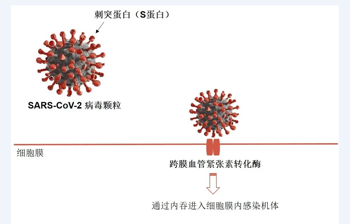 新冠病毒感染细胞图像 新冠病毒感染细胞图像分析