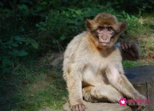 属猴的人几岁 属猴人几岁结婚好