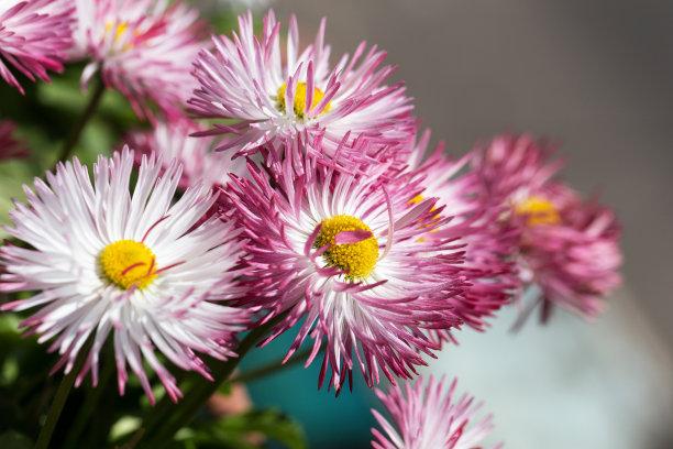 属虎人的幸运花 属虎人的幸运花和守护花