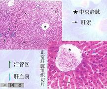 中央属鸡的领导人 中国属鸡的大人物有哪些