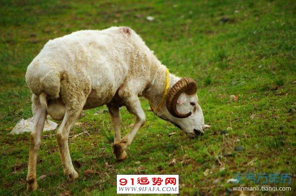 属羊和属鸡的合财吗 属鸡和属羊的合不合财运